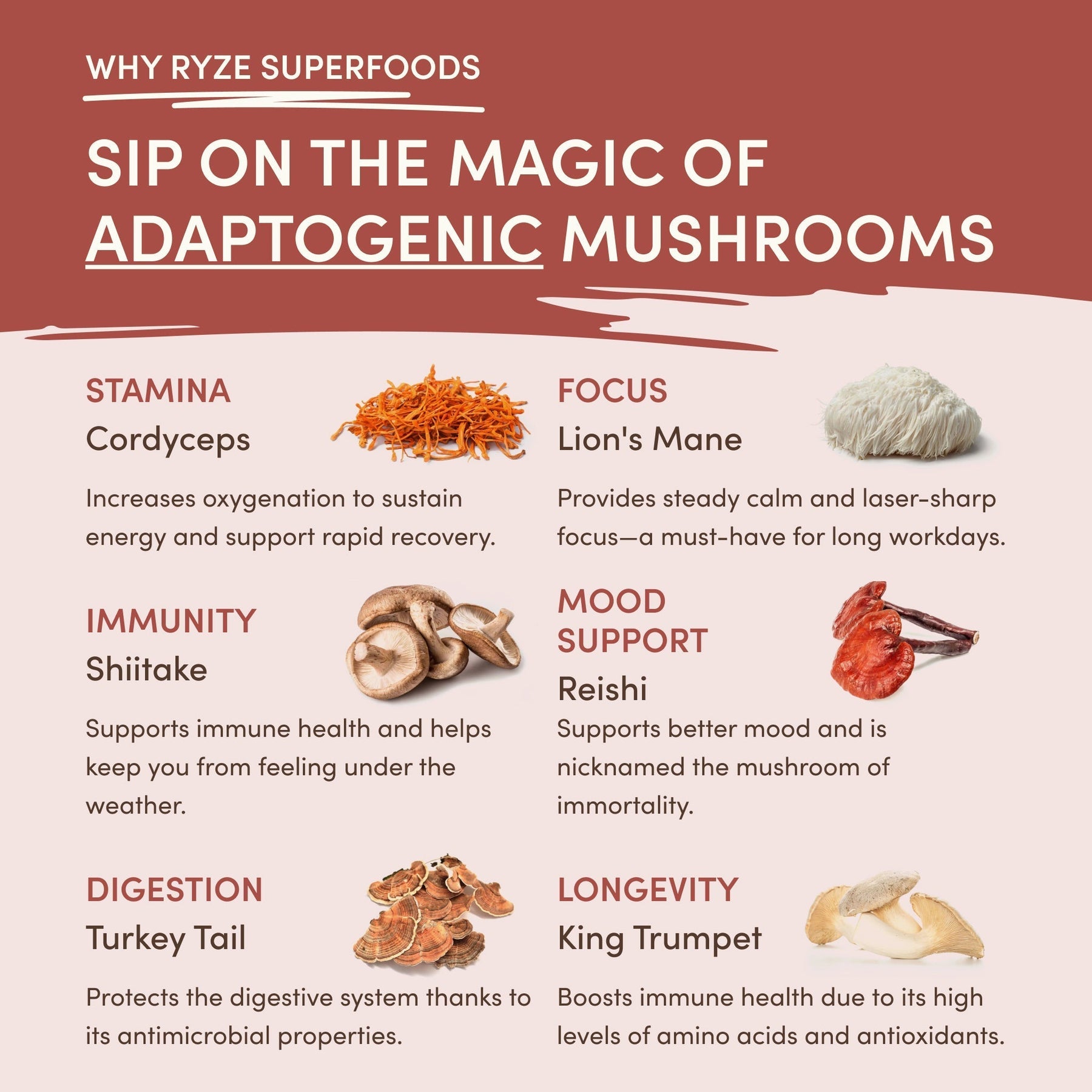 Mushroom Chicory (1 Pack - 30 Servings) - 0YOJ
