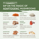 Mushroom Matcha (1 Pack - 30 Servings) - JM9N