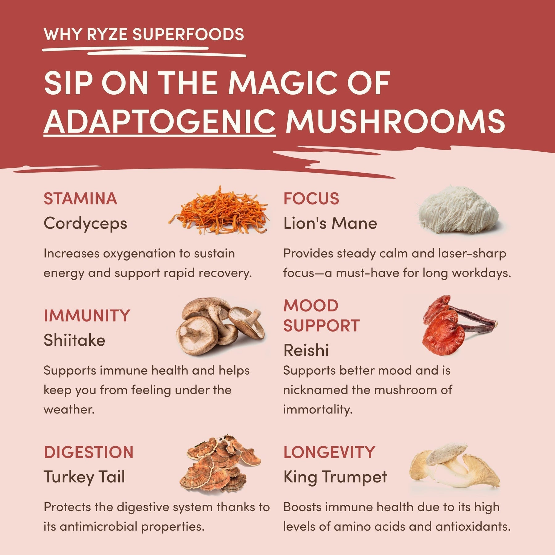 Mushroom Chai (1 Pack - 20 Servings) - ZAOF